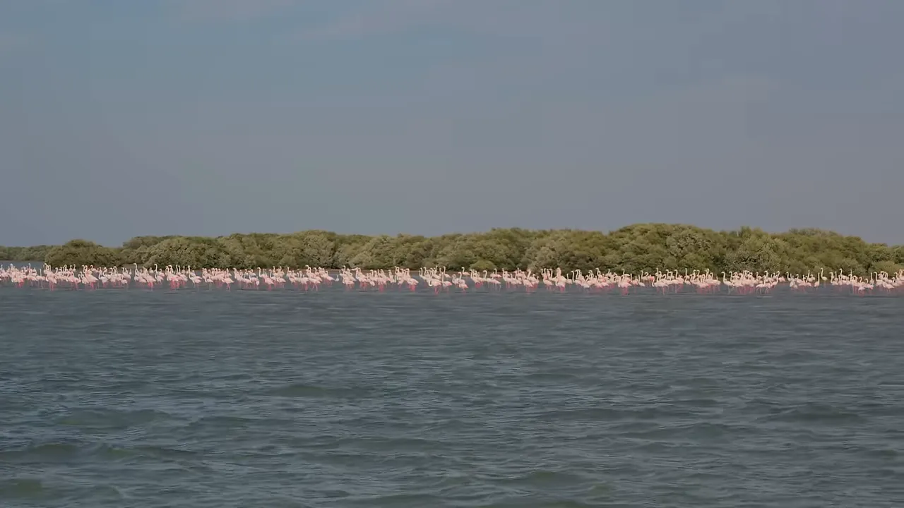 Mangroves and flamingos near Umm Al-Quwain